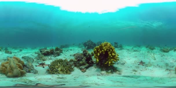 Korálový Útes Pod Vodou Tropickými Rybami Tvrdé Měkké Korály Podvodní — Stock video