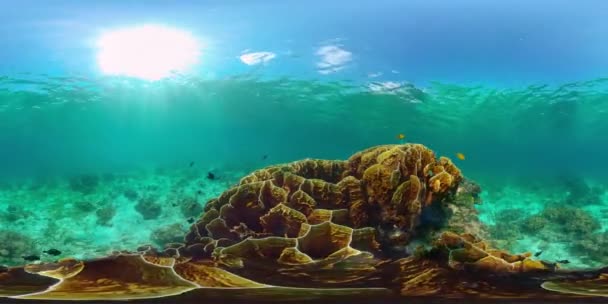 Recifes Corais Tropicais Coloridos Corais Duros Macios Paisagem Subaquática Filipinas — Vídeo de Stock