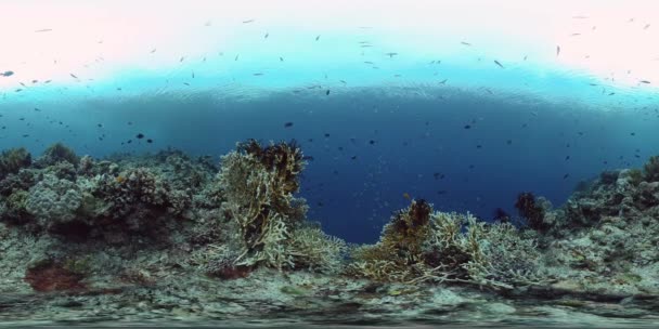 热带鱼和珊瑚礁正在潜水 有珊瑚和热带鱼的海底世界菲律宾 虚拟现实360 — 图库视频影像