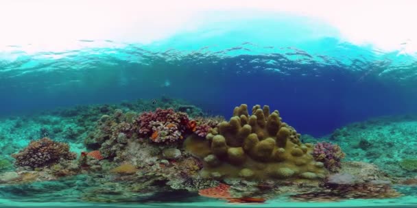 Tropische Seelandschaft Unter Wasser Tropische Unterwasserfische Philippinen 360Vr Video — Stockvideo