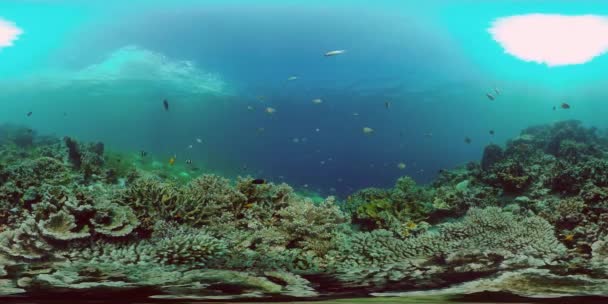 Peixes Tropicais Coloridos Subaquáticos Peixes Subaquáticos Tropicais Filipinas Realidade Virtual — Vídeo de Stock