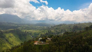 Top view of Tea estate in Sri Lanka. High mountain tea plantation.