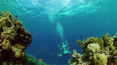 Tropik Balık Mercanları Deniz Resifi. Sualtı Tropikal Hayatı. Tropik sualtı balıkları. Su altı balık resifi denizcisi. Tropik renkli sualtı deniz manzarası. Filipinler.