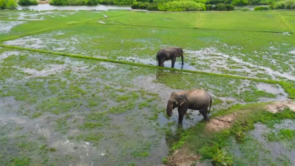 Top View Wild Elephants Sri Lanka Natural Habitat Wild Animals — 비디오