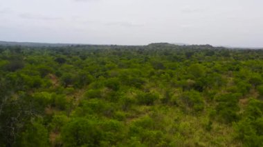 Aerial view of Tropical stunted forest on the plain in Sri Lanka.