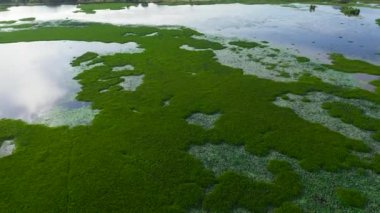 A lake in a wetland with green aquatic vegetation view from above. Sri Lanka sites of wetlands.