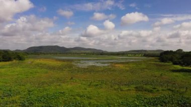 Lake with water plants in the rainforest of Sri Lanka. Aerial view of lake in a wetland with green aquatic vegetation.