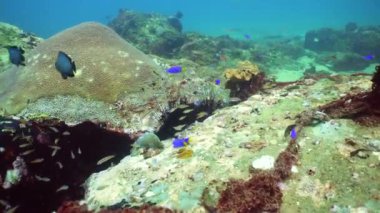 Tropical Fishes on Coral Reef, underwater scene. Sri lanka.