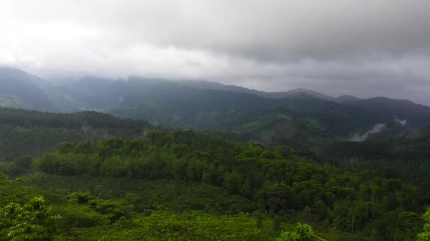 スリランカのジャングルと山 熱帯植物のある山の斜面 — ストック動画