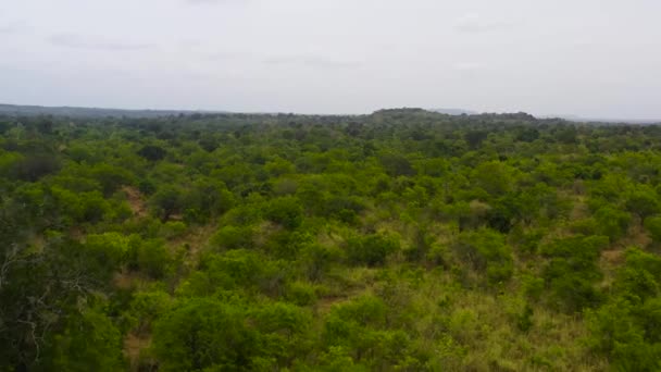 Aerial View Tropical Stunted Forest Plain Sri Lanka — стоковое видео