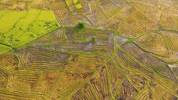 Flooded Rice Fields Agricultural Land Sri Lanka — 비디오