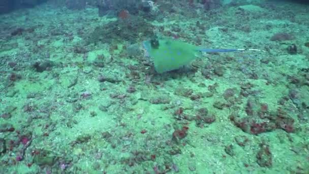 Bluespotted Stingray Coral Reef Tropical Coral Reef Fishes Underwater Sri — Wideo stockowe