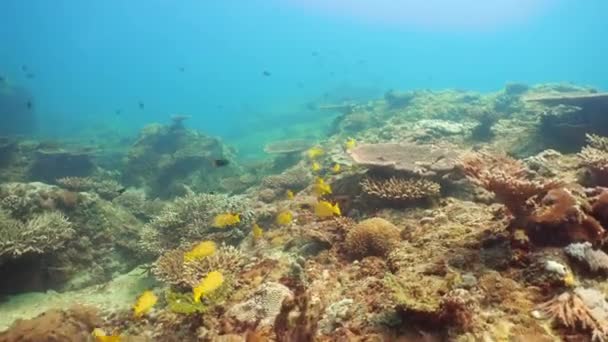 Wonderful Beautiful Underwater Colorful Fishes Corals Tropical Reef Sri Lanka — Video Stock