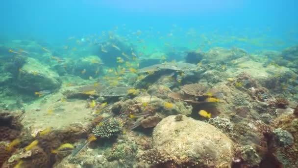 Beautiful Colorful Tropical Fish Lively Coral Reefs Underwater Philippines Sri — Vídeo de Stock