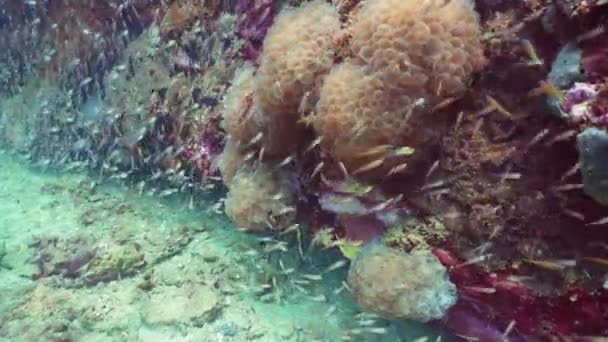 熱帯サンゴ礁や水中魚 硬くて柔らかいサンゴ スリランカ — ストック動画