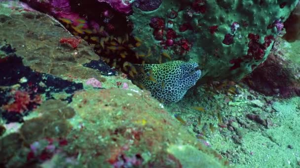 Moray Eel Coral Reef Its Natural Habitat Sri Lanka Tropical — Vídeo de Stock