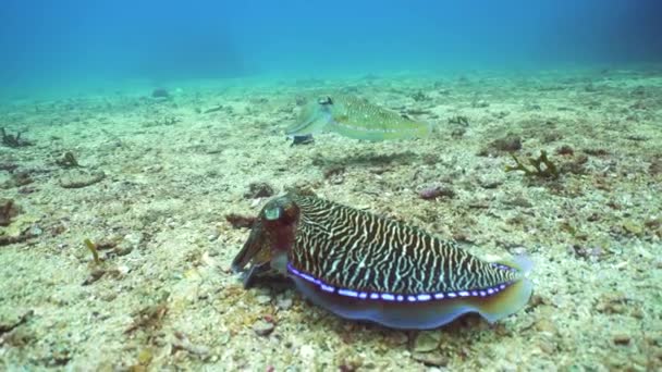 Cuttlefish Coral Reef Pharaoh Cuttlefish Sri Lanka — Wideo stockowe
