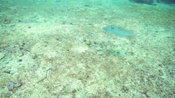 Cuttlefish Coral Reef Pharaoh Cuttlefish Sri Lanka — Vídeo de stock