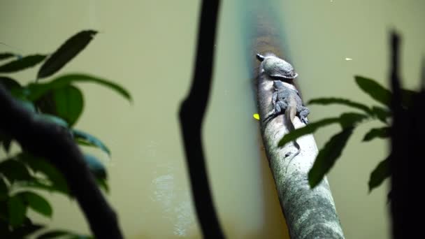 Water Turtle Lizard Tree Lake Asian Water Monitor Sri Lanka — Vídeo de Stock