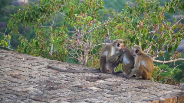 Monkey Living Nature Monkey Wild Sri Lanka — Video