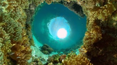 Tropik sualtı balığı. Renkli tropikal mercan resifi. Sahne resifi. Filipinler.