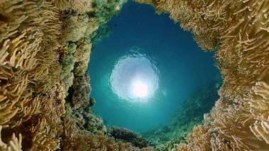 Mercan Kayalıklarında Tropikal Balıklar, sualtı sahnesi. Filipinler.