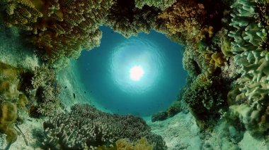 Mercan kayalıkları ve tropik balıklar. Filipinler 'in sualtı dünyası. Su altı renkli tropikal mercan resifi deniz manzarası.