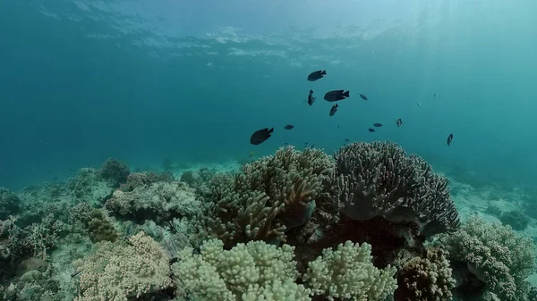 Coral reef underwater with fishes and marine life. Coral reef and tropical fish. Philippines.