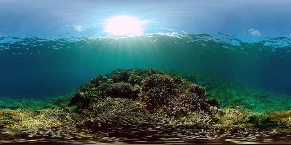Reef Coral Tropical Garden. Tropical underwater sea fish. Colourful tropical coral reef. Philippines. 360 panorama VR