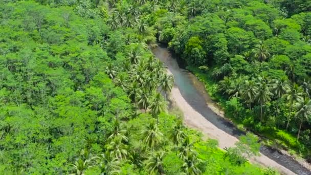 Filipinler Deki Mindanao Adasında Yemyeşil Uzun Ağaçları Olan Bir Orman — Stok video