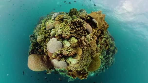 Tropical Fishes Coral Reef Little Planet View Underwater Footage Seascape — Video Stock