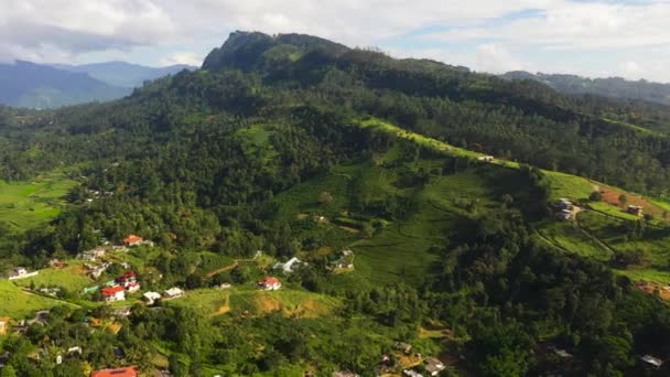 Aerial View Green Tea Estate Landscape Agricultural Land Mountains Jungle — Vídeo de Stock