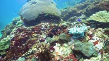 Beautiful colorful tropical fish on the lively coral reefs underwater. Philippines. Sri lanka.