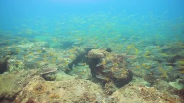 Underwater Scene Coral Reef. Underwater sea fish. Tropical reef marine. Sri lanka.