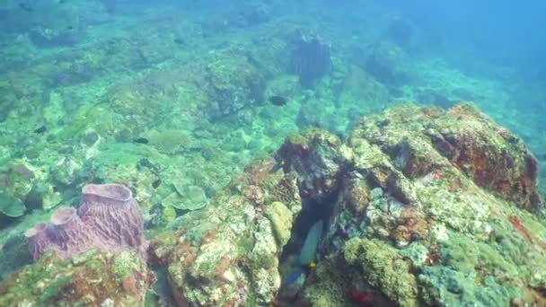 Tropical Fishes Coral Reef Underwater Scene Sri Lanka — Vídeo de Stock