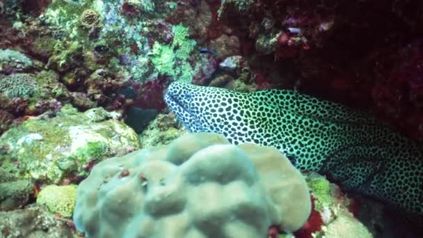 Spotted Coral Reef Moray Eel Looking Food Jaws Eyes Clearly — Stock video