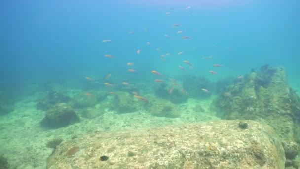 Tropical Coral Reef Fishes Underwater Hard Soft Corals Sri Lanka — Stock video