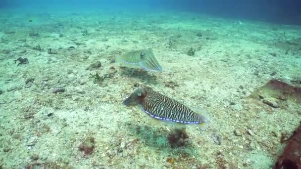 Cuttlefish Coral Reef Pharaoh Cuttlefish Sri Lanka — Wideo stockowe