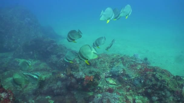 Tropical Coral Reef Fishes Underwater Hard Soft Corals Sri Lanka — Vídeo de Stock