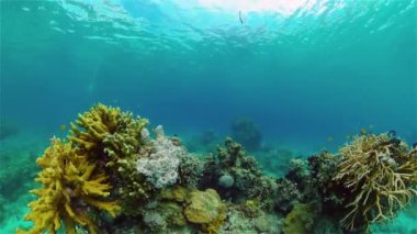 Su altı balık resifi denizcisi. Tropik renkli sualtı deniz manzarası. Filipinler.