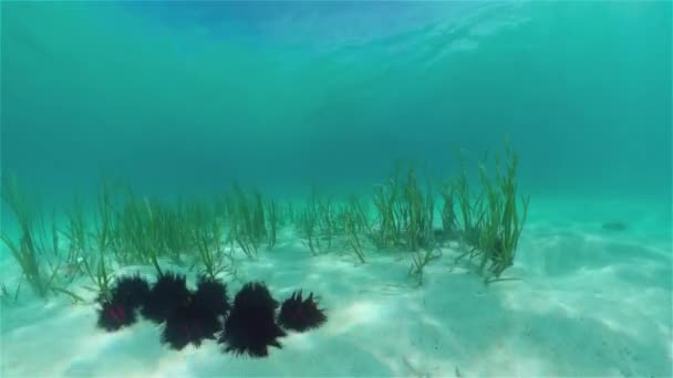 Ouriços Mar Fundo Arenoso Água Cristalina Ouriço Mar Echinothrix Diadema — Vídeo de Stock