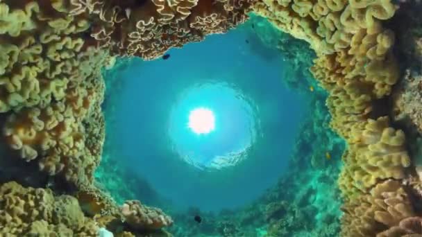 Arrecife Submarino Peces Escena Coral Arrecife Paisaje Marino Bajo Agua — Vídeos de Stock