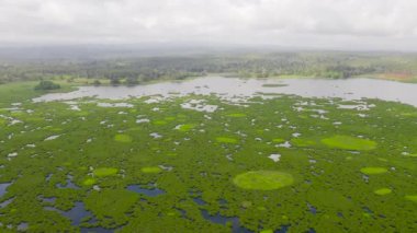 Green mangrove forest view from the top. Mindanao, Philippines.
