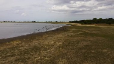 A flock of pelicans over a lake in a Kumana national park. Sri Lanka.