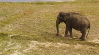 Elephant in their natural habitat view from above. Wild animals of Sri Lanka.