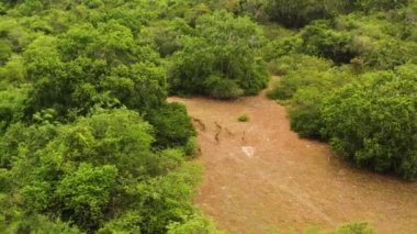 Aerial view of Spotted deer in the tropical forest of Sri Lanka.