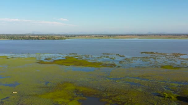 Aerial View Lake Birds Animals Sri Lanka Arugam Lagoon — Stockvideo