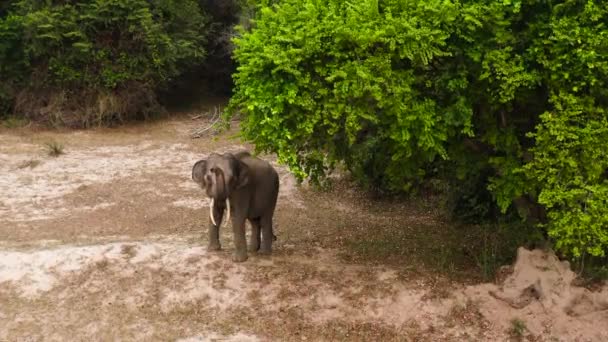 Aerial View Elephant Tusks Jungle Sri Lanka National Park — 비디오