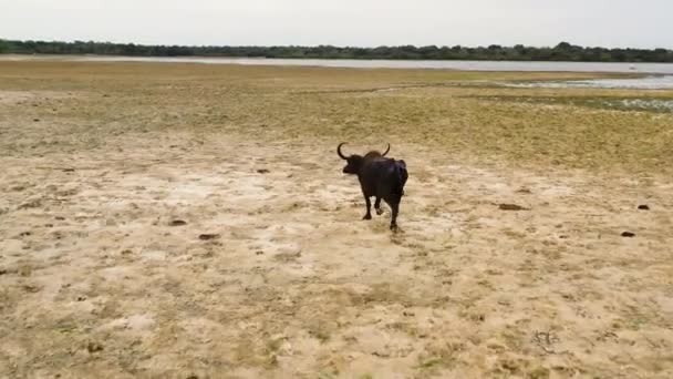 Black Water Buffalo Runs Lake Shore National Park Sri Lanka — Vídeo de stock