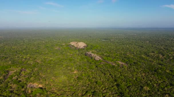 Tropical Green Forests Kumana National Park Wild Animals Live Sri — Stok video